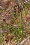 Calcium-hating sedge